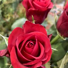 The classic short stemmed Dozen 