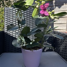 Stephanotis Plant